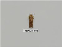 藏品(夜蛾科)的圖片